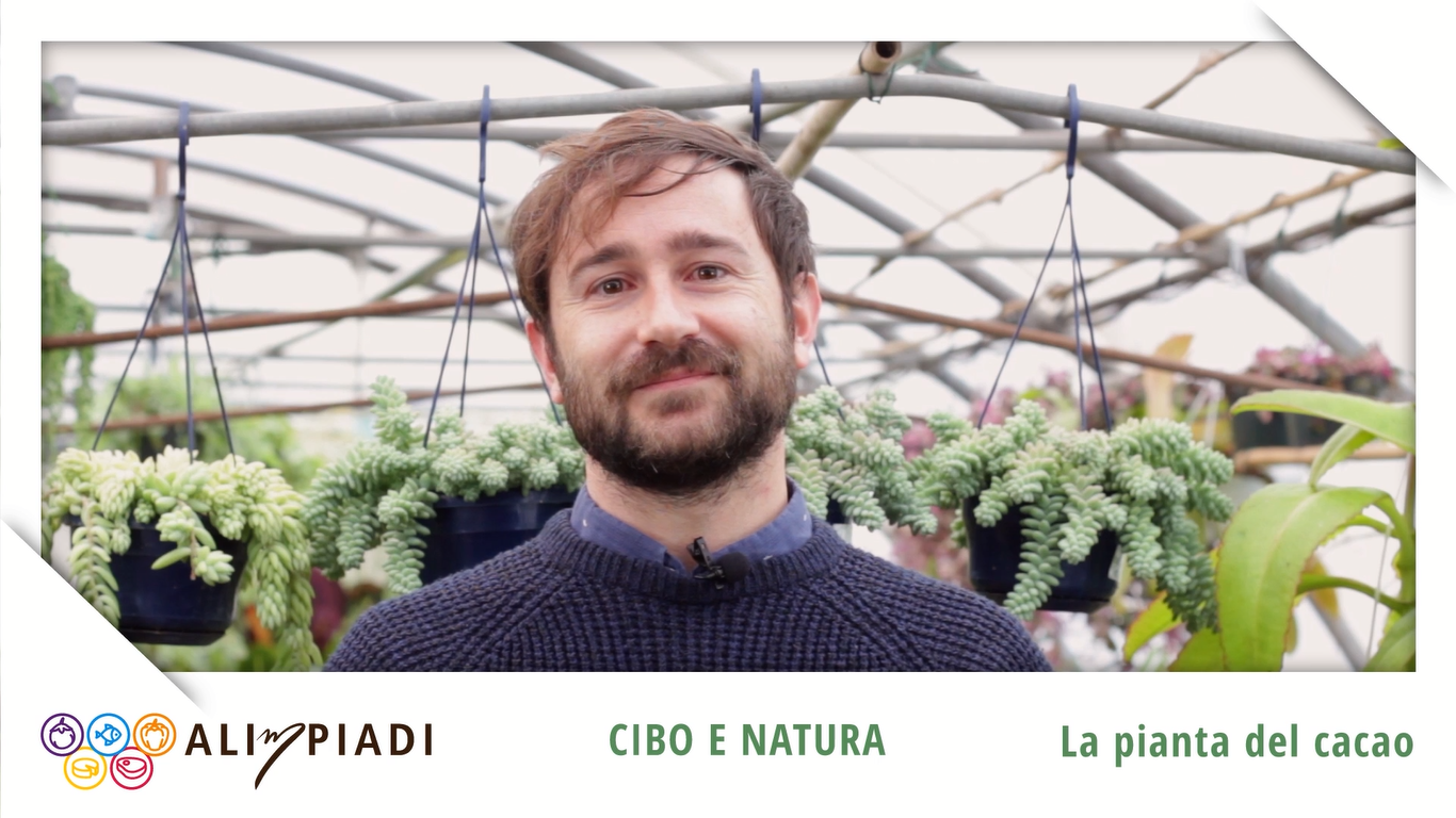 La pianta del cacao - Cibo e natura - Alimpiadi